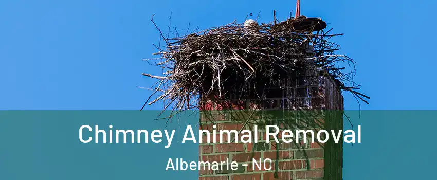  Chimney Animal Removal Albemarle - NC